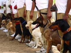 
      
      Gujarat Police K9 Unit becomes more lethal
      
      