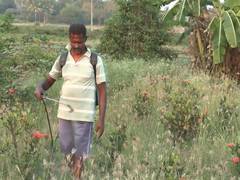 
      
      TN: Srirangam flower farmers seek research centre, perfume unit
      
      