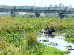 
      
      Madurai residents demand restoration of Vaigai river
      
      