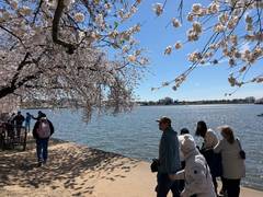 
      
      US iconic cherry blossoms in peak bloom
      
      