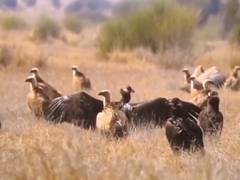 
      
      Rare congregation of Steppe Eagles spotted in Rajasthan
      
      