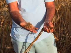 
      
      Haryana farmers demand compensation from govt
      
      