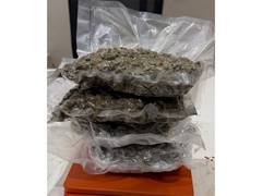 
      
      Customs seizes 1.1 Kg hydroponic marijuana at Ahmedabad airport
      
      