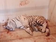 
      
      MP: White tiger ‘Meera’gives birth to three cubs at Gwalior Zoo
      
      