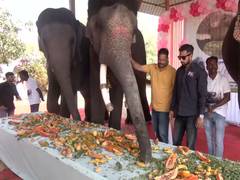 
      
      Special event held at Hathi Gaon ahead of Anant Ambani’s birthday
      
      