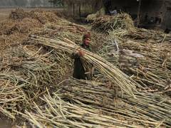 
      
      Pakistan’s sugar glut exposes policy gaps amid economic strain
      
      