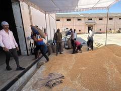 
      
      MP Farmers express satisfaction as wheat procurement begin at MSP
      
      