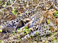 
      
      Indian-born Cheetah gives birth to 4 cubs in wild at Kuno
      
      