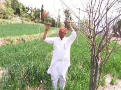 
      
      60-year-old farmer transforms six kanals into thriving apple hub
      
      