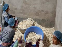 
      
      Bengal’s makhana industry faces export crisis amid US-Iran war
      
      
