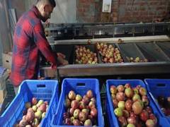 
      
      FSSAI orders crackdown on illegal fruit ripening practices
      
      