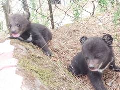 
      
      Two abandoned Himalayan Black Bear Cubs rescued in Theog
      
      