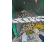 
      
      Himachal: Leopard rescued from snare in Solan
      
      