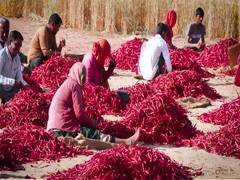 
      
      Red gold from Rajasthan powers rural success story
      
      