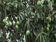
      
      Malda mango growers push for airport reopening
      
      