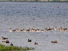 
      
      Aligarh’s Shekha Jheel designated as UP’s 12th Ramsar site
      
      