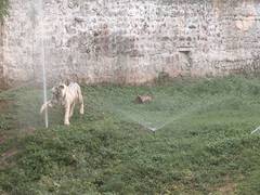 
      
      MP: Special arrangements made at Gwalior Zoo to protect wildlife
      
      