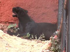 
      
      Vizag Zoo unveils Black Panther after 4-decade hiatus
      
      