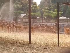 
      
      Maitri Bagh Zoo steps up cooling measures for animals
      
      