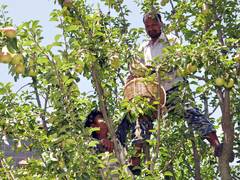 
      
      Himachal Forest Department to engage community groups
      
      