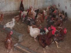 
      
      J-K: Udhampur poultry farms take preventive steps amid heatwave
      
      
