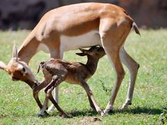 
      
      PM Modi on wildlife revival in Mann Ki Baat
      
      
