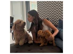 
      
      Ananya Panday shares adorable pictures with her pet dogs 
      
      