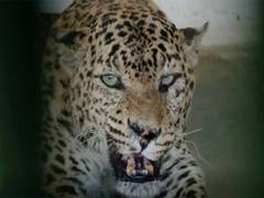 
      
      Jaipur: Nahargarh Biological Park takes steps to shield...
      
      