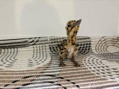
      
      Rare Godawan sees revival as three chicks hatch in Jaisalmer
      
      