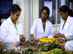 
      
      Ecologist turns water hyacinth into packaging paper
      
      