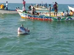 
      
      Lord Shiva’s net-casting ritual draws devotees in Ramanathapuram
      
      