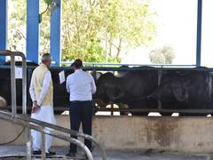 
      
      Gujarat plans to produce an additional 800,000 sexed semen doses
      
      