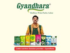 
      
      Ritu Agarwal Leads Gyandhara’s Mission to Transform Rural Dairy
      
      