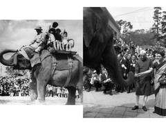 
      
      Indian children’s ‘jumbo’ gift that brought joy to Japan post WW2
      
      