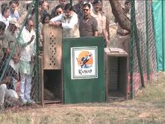 
      
      MP CM Mohan Yadav releases two female cheetahs into wild at Kuno
      
      