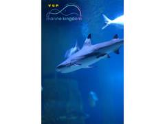 
      
      VGP Marine Kingdom Records Rare Bamboo Shark Breeding in India
      
      