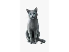 
      
      SHEBA® Campaign Captures What Every Cat Parent Already Knows
      
      