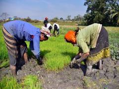 
      
      Centre raises MSP for 14 kharif crops, boosts support for pulses 
      
      