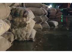 
      
      Ajmer farmers suffer heavy losses as unseasonal rain damages crop
      
      