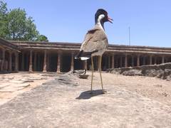 
      
      Rare red-wattled Lapwing spotted hatching at Bhojshala
      
      