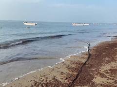 
      
      TN: Seaweed washes ashore in Thoothukudi
      
      