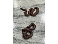 
      
      DRI Hyderabad arrests man for illegal trading of snakes
      
      