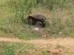 
      
      Honey Badger terrorises Odisha village, injures 5 in repeated att
      
      