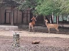 
      
      Lucknow Zoo rolls out coolers, sprinklers as temperatures soar
      
      