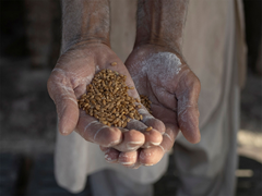 
    Pakistan: Flour crisis in Punjab province deepens as 40% mills 
    