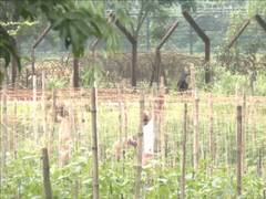 
      
      WB: Fencing work begins along India-Bangladesh border in Siliguri
      
      