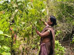 
      
      Tendu leaf scheme boosts rural incomes in Balrampur
      
      