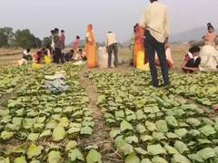
      
      Chhattisgarh: Thousands benefit from tendu leaf collection scheme
      
      