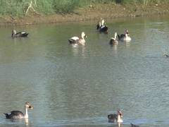 
      
      TN: Indian Spot-Billed Ducks spotted across Thoothukudi wetlands
      
      