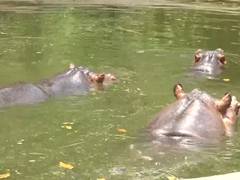 
      
      Special arrangements made to provide respite to animals in Ranchi
      
      